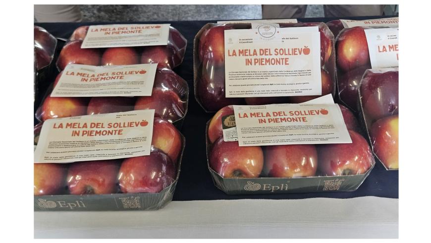 𝐋𝐚 𝐌𝐞𝐥𝐚 𝐝𝐞𝐥 𝐒𝐨𝐥𝐥𝐢𝐞𝐯𝐨